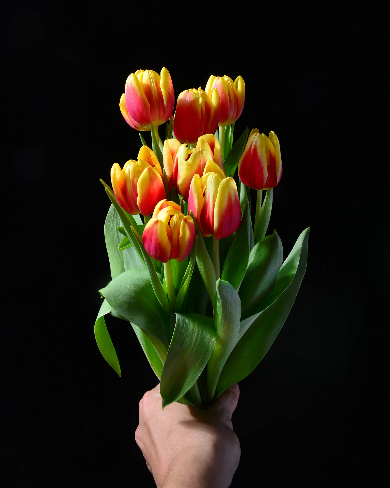 Tulip 3206X4007 Wallpaper and Background Image