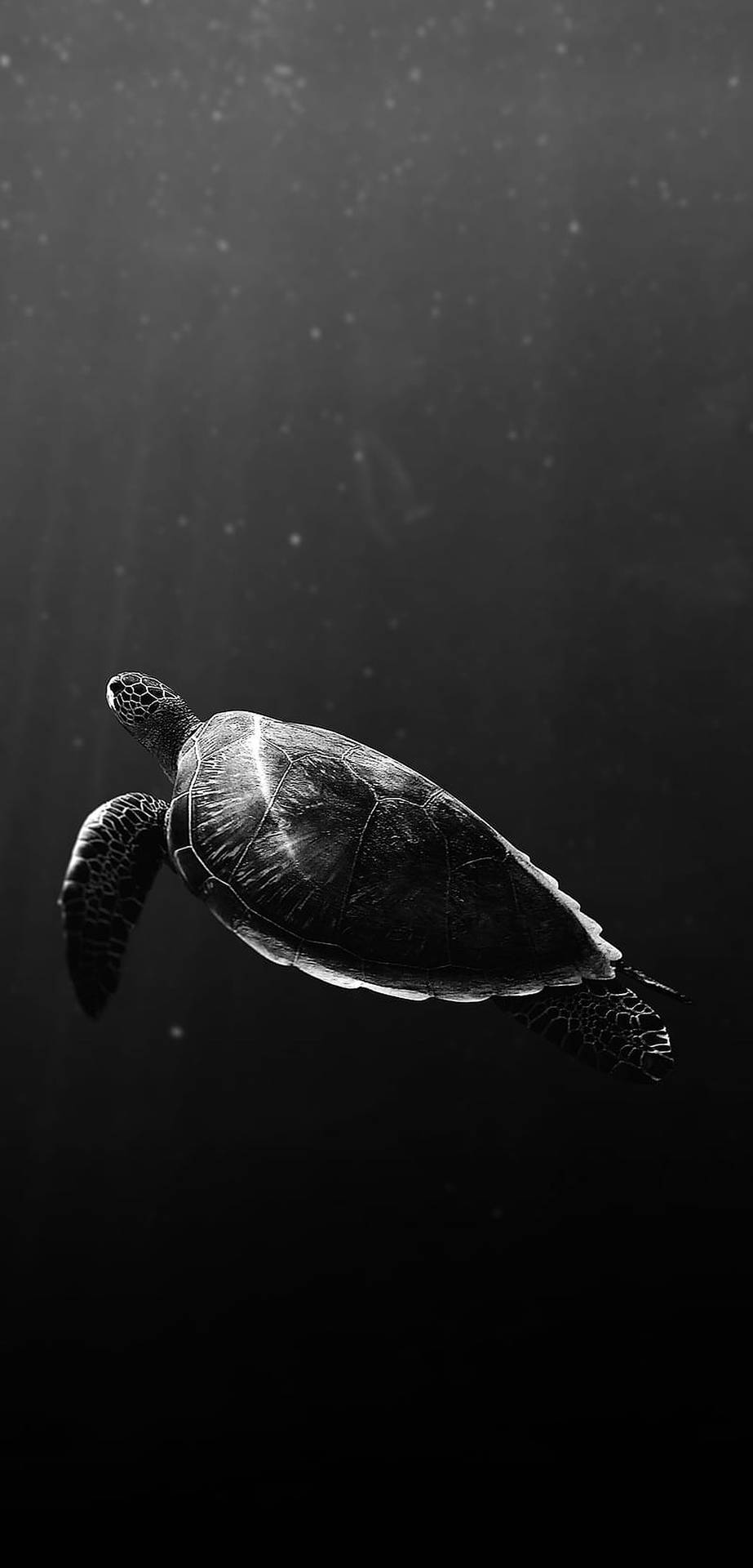 1208X2513 Turtle Wallpaper and Background