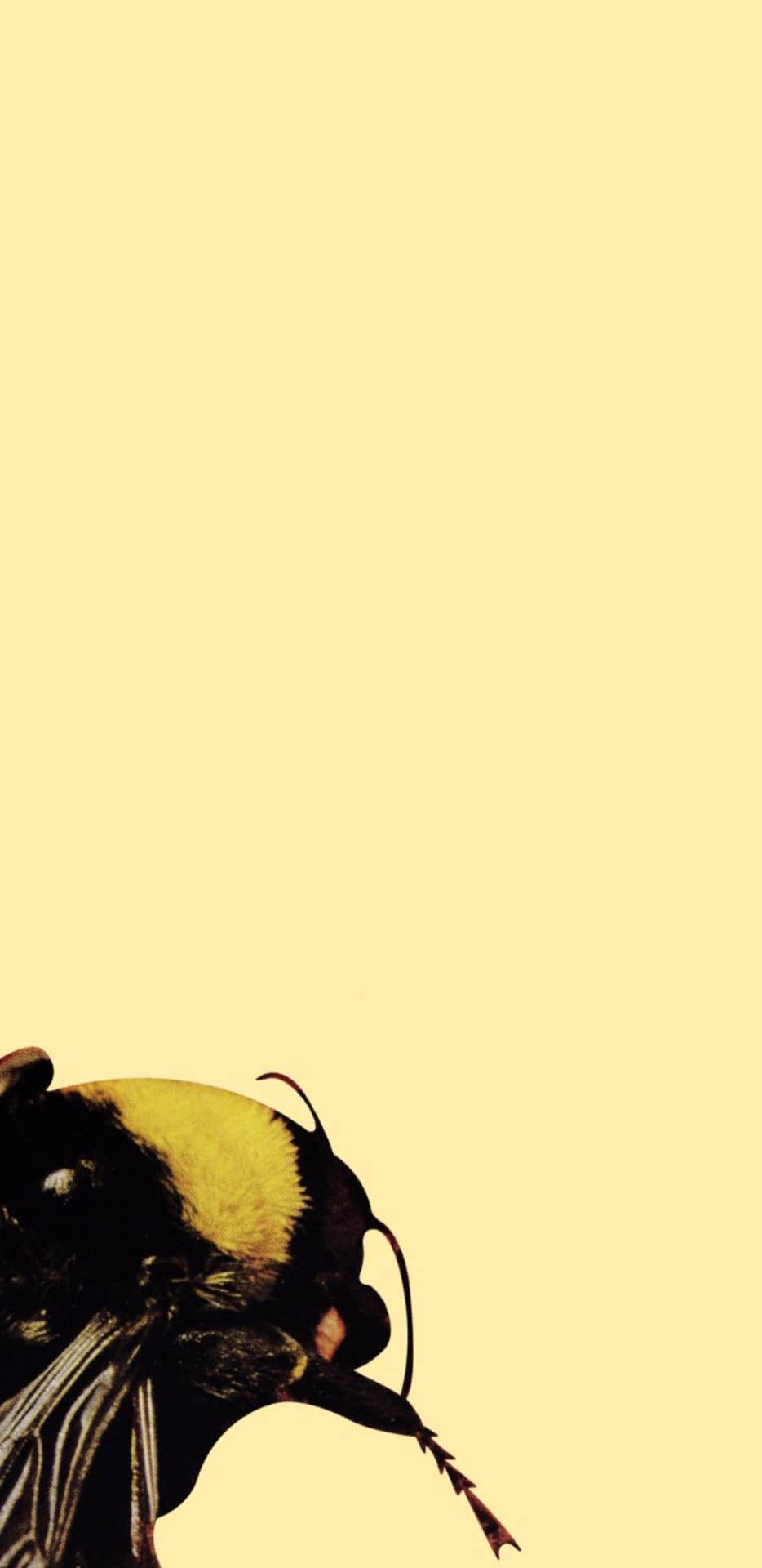 Tyler The Creator 1440X2960 Wallpaper and Background Image