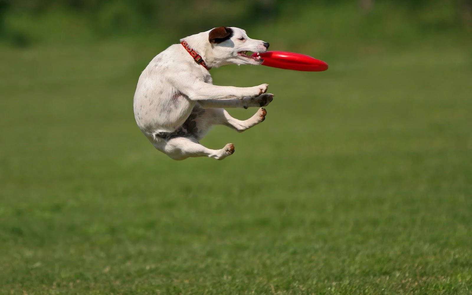 Ultimate Frisbee 1600X1000 Wallpaper and Background Image
