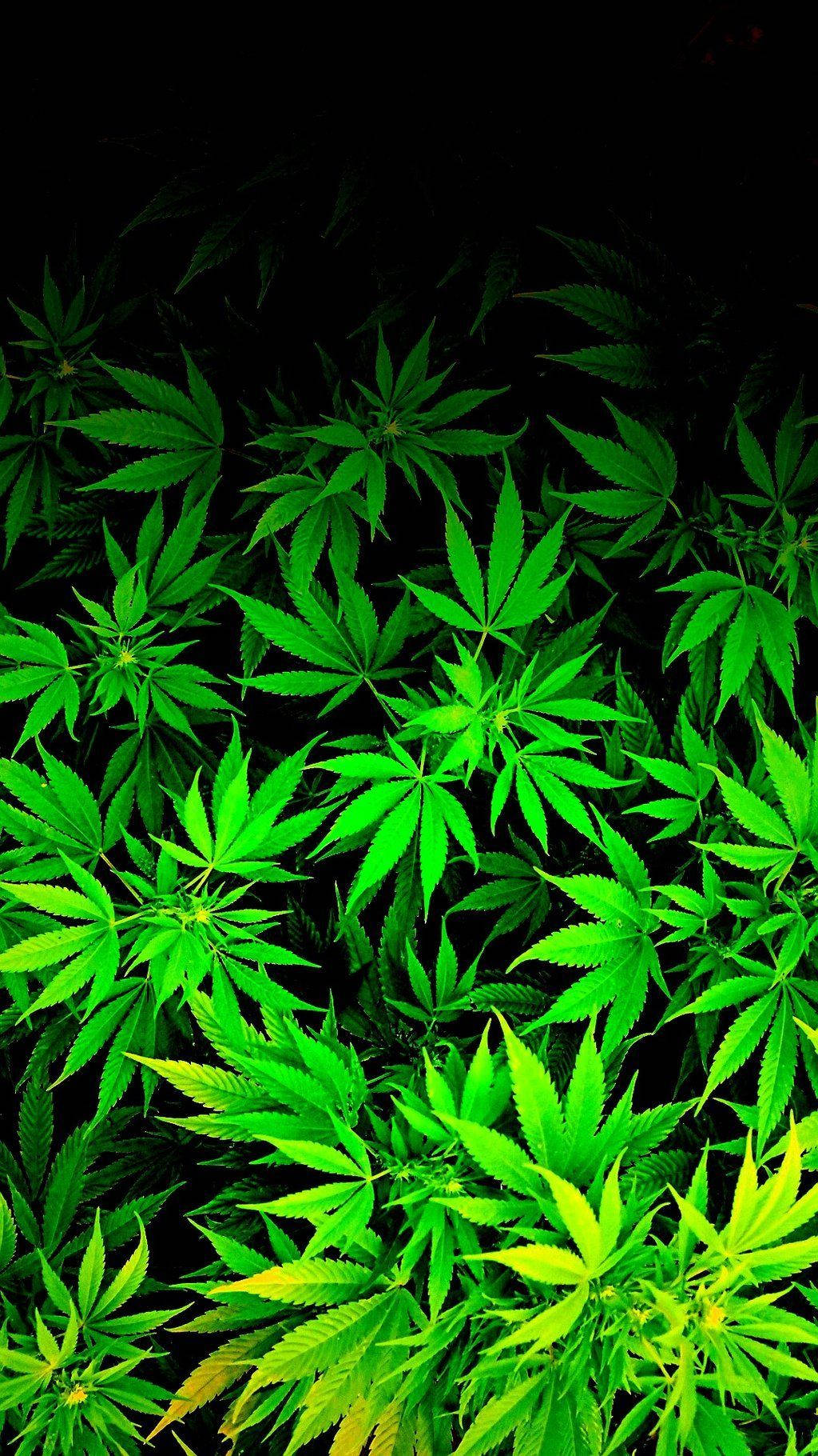 Weed 1024X1820 Wallpaper and Background Image