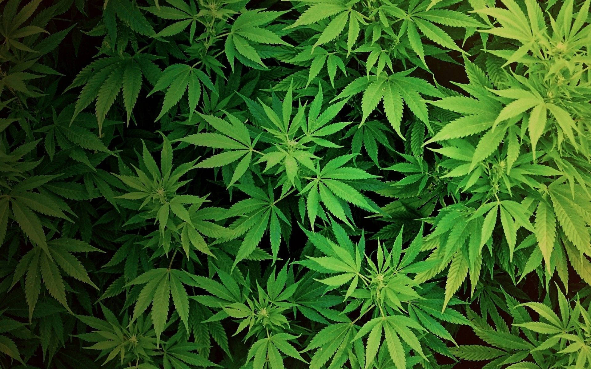 1920X1200 Weed Wallpaper and Background
