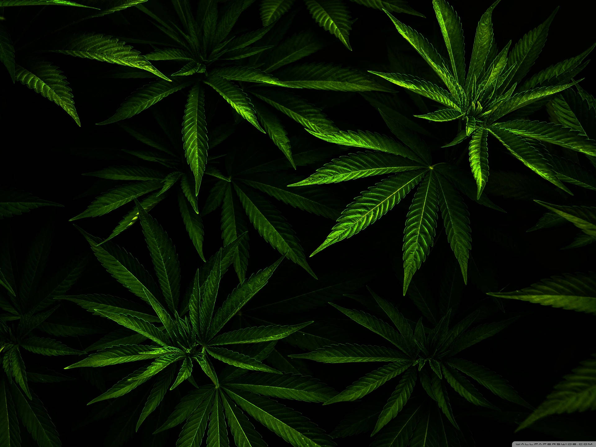 2800X2100 Weed Wallpaper and Background