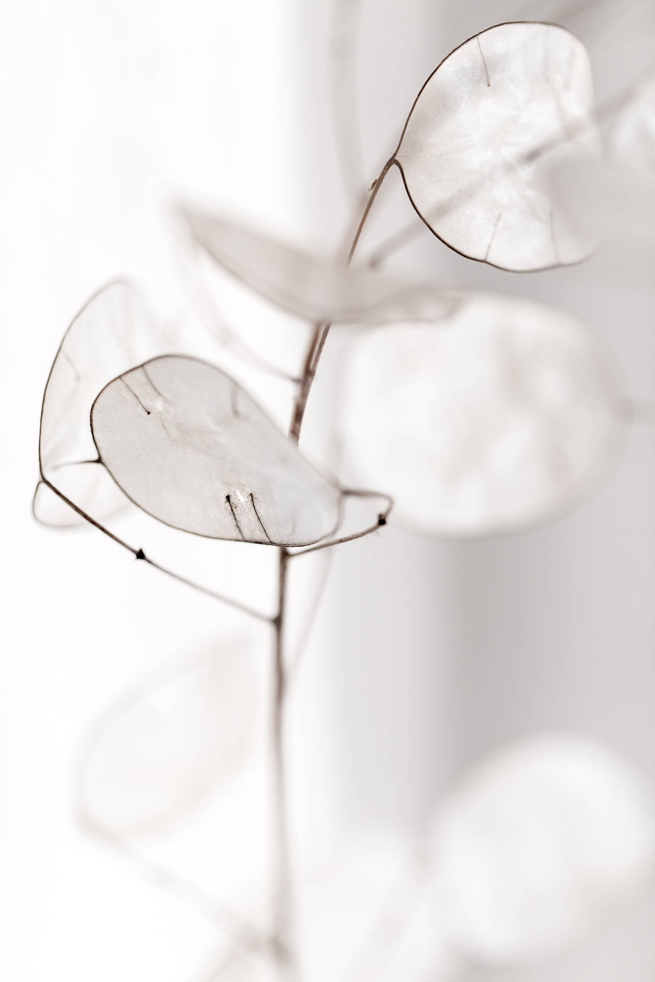 White Aesthetic 3840X5760 Wallpaper and Background Image