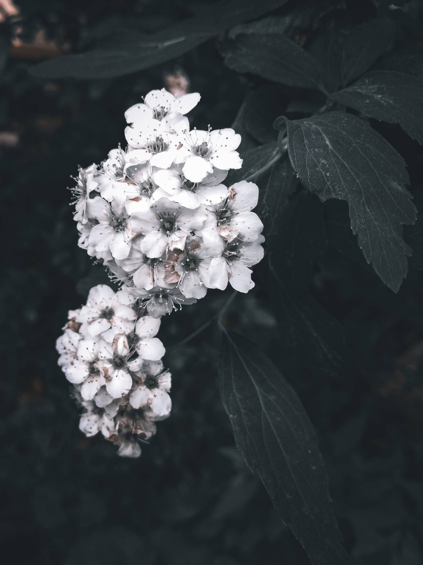 White Aesthetic 4125X5500 Wallpaper and Background Image