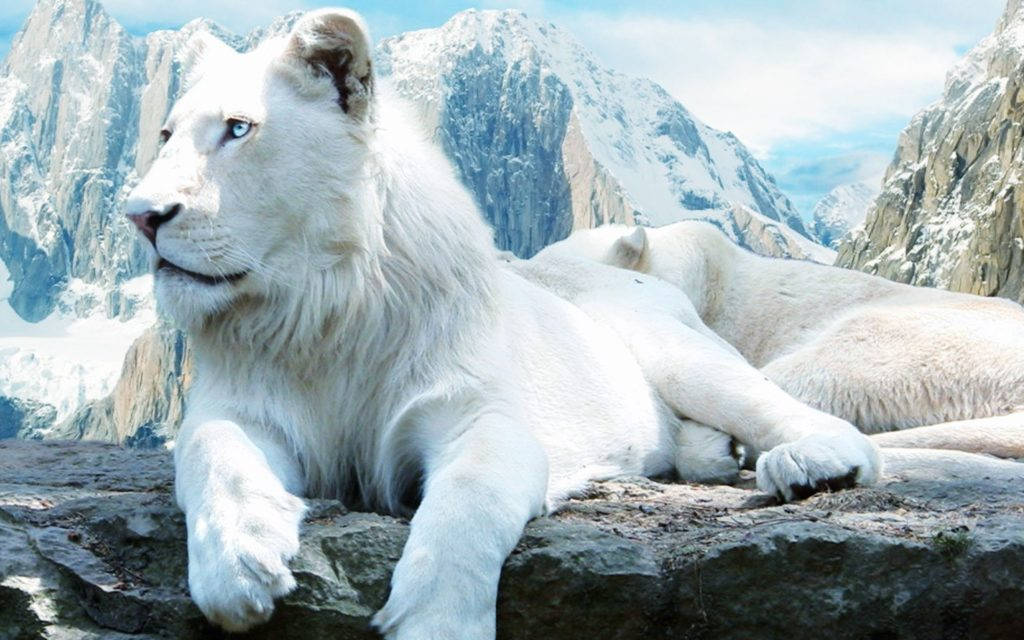 1024X640 White Lion Wallpaper and Background
