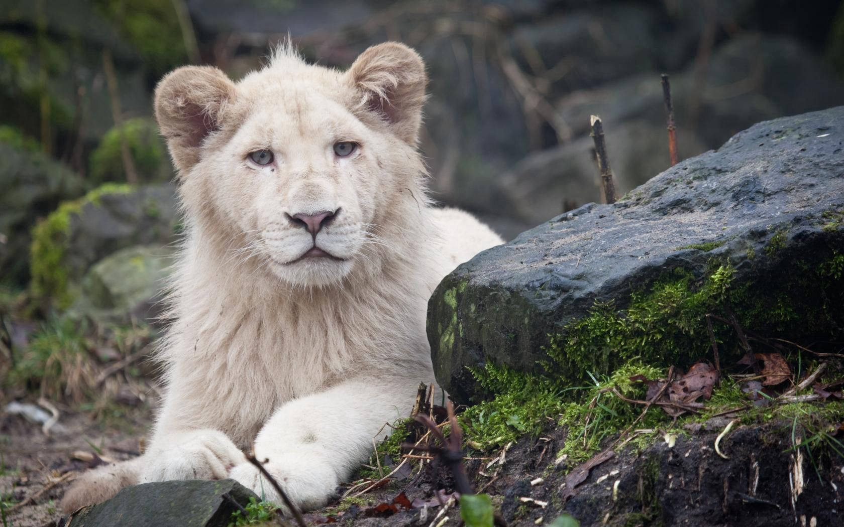 White Lion 1680X1050 Wallpaper and Background Image
