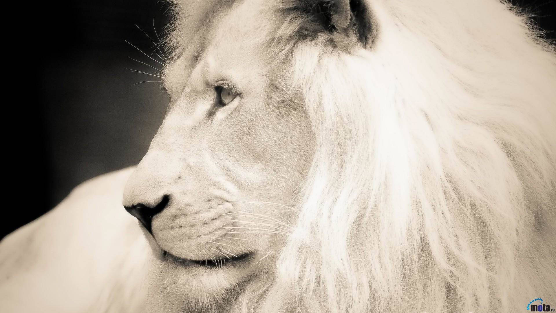 White Lion 1920X1080 Wallpaper and Background Image