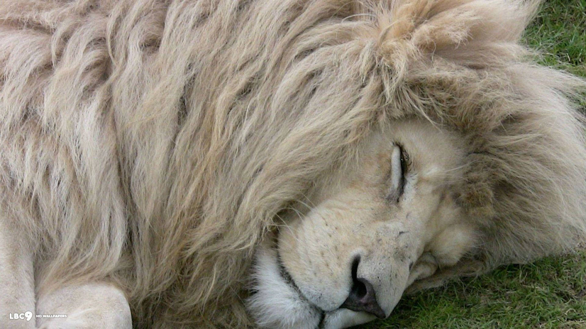 White Lion 1920X1080 Wallpaper and Background Image