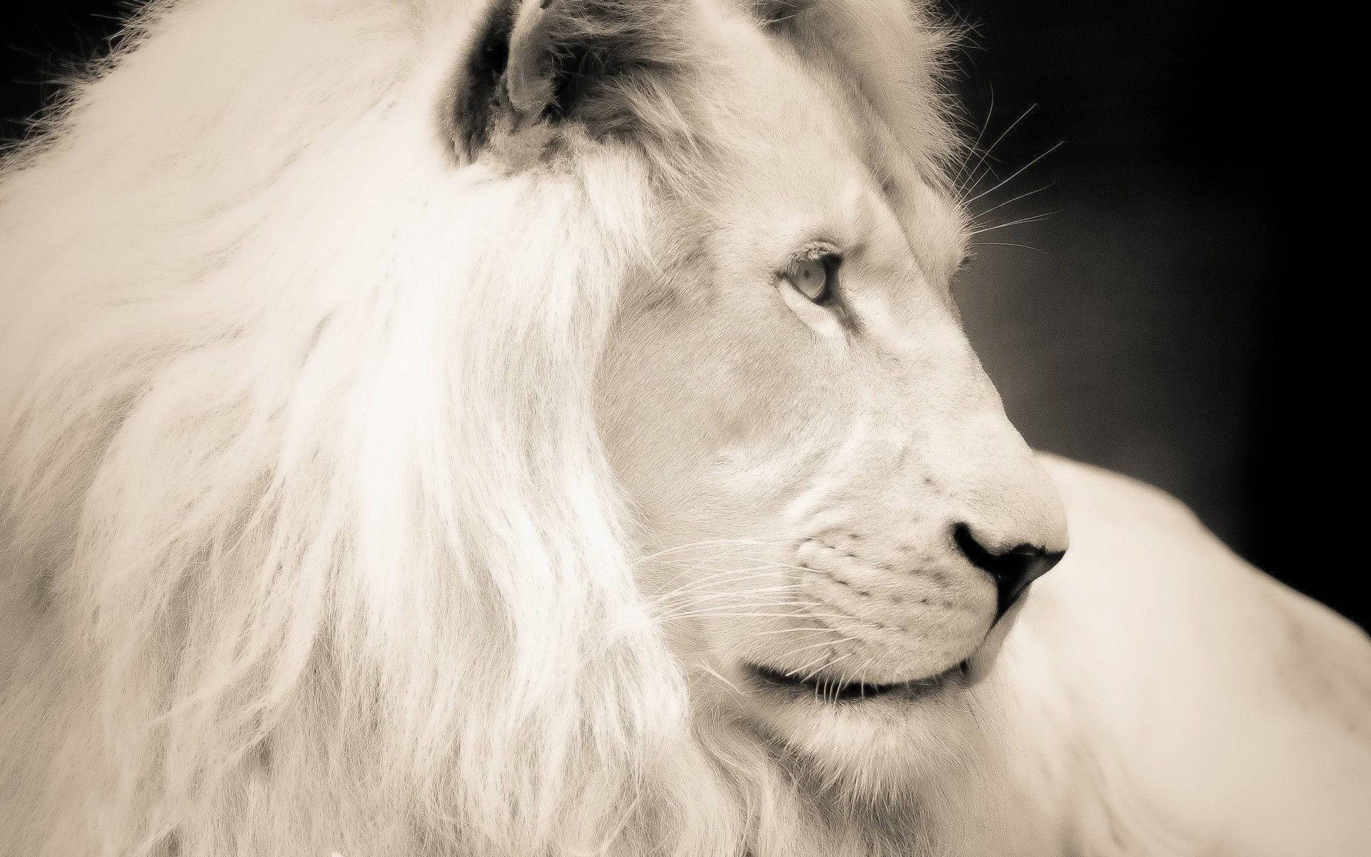 1920X1200 White Lion Wallpaper and Background