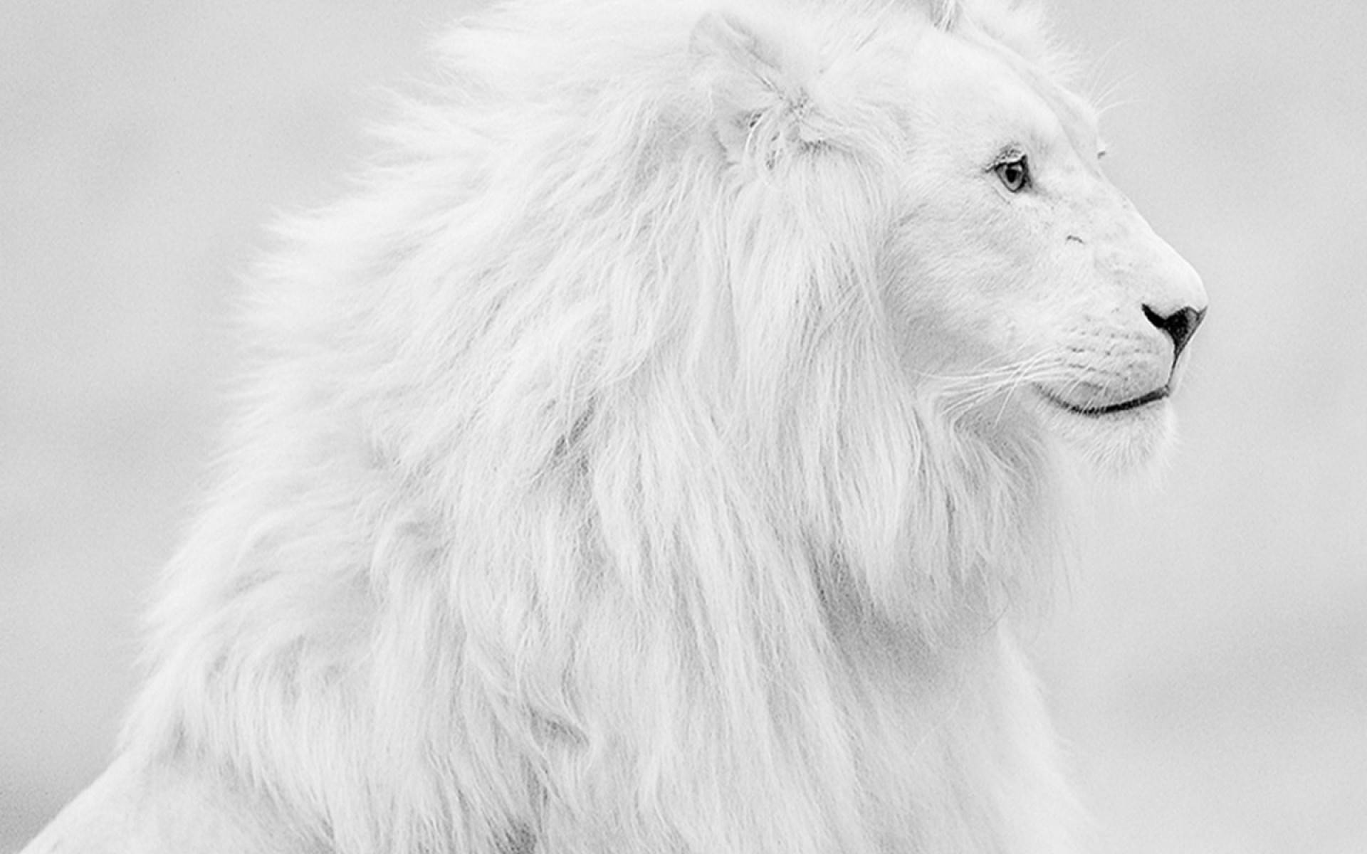 White Lion 1920X1200 Wallpaper and Background Image