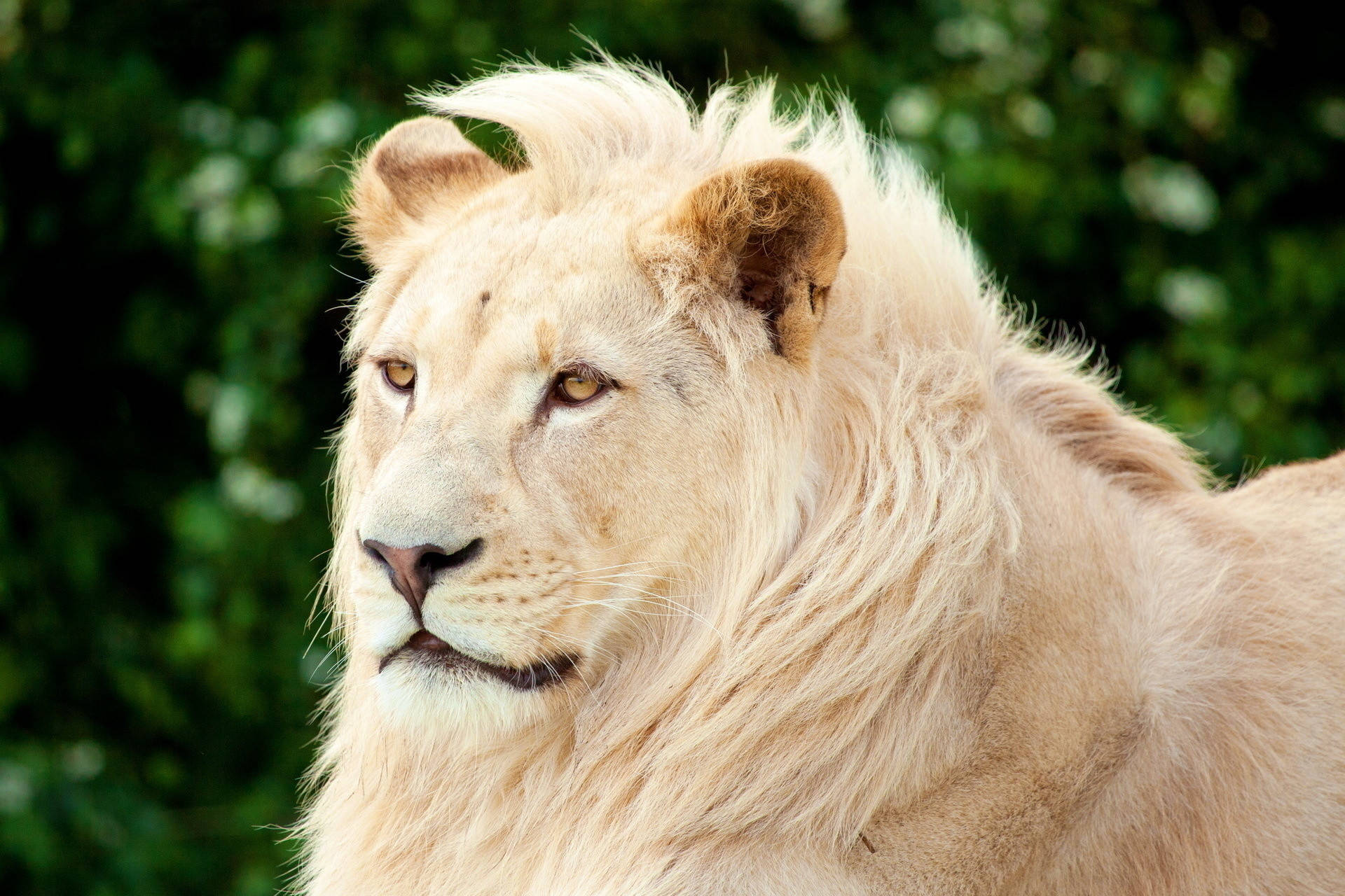 1920X1280 White Lion Wallpaper and Background