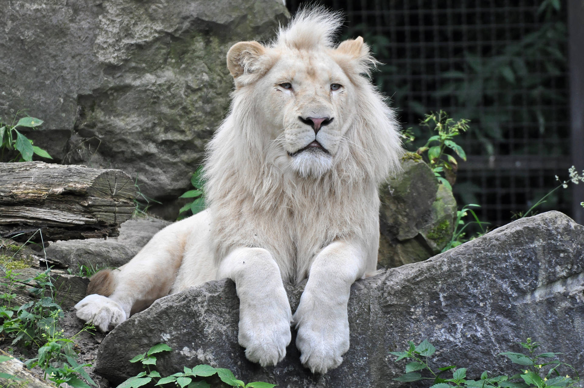 White Lion 2048X1360 Wallpaper and Background Image