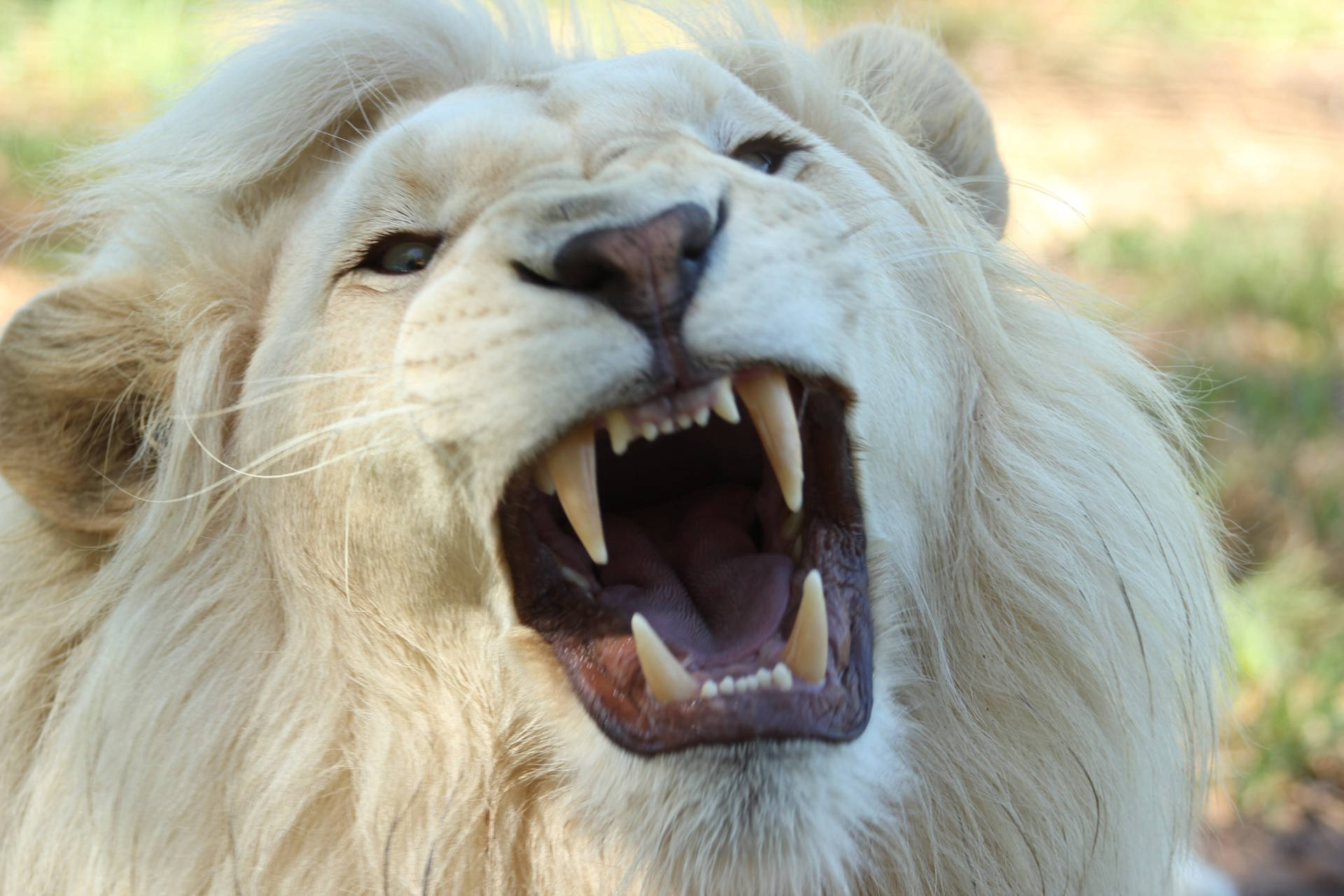 White Lion 2048X1365 Wallpaper and Background Image
