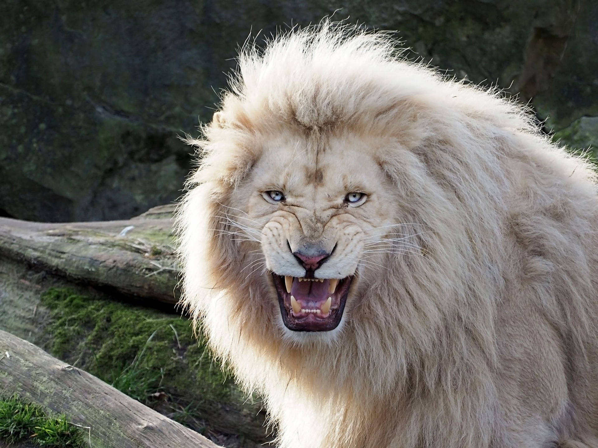 White Lion 2048X1536 Wallpaper and Background Image