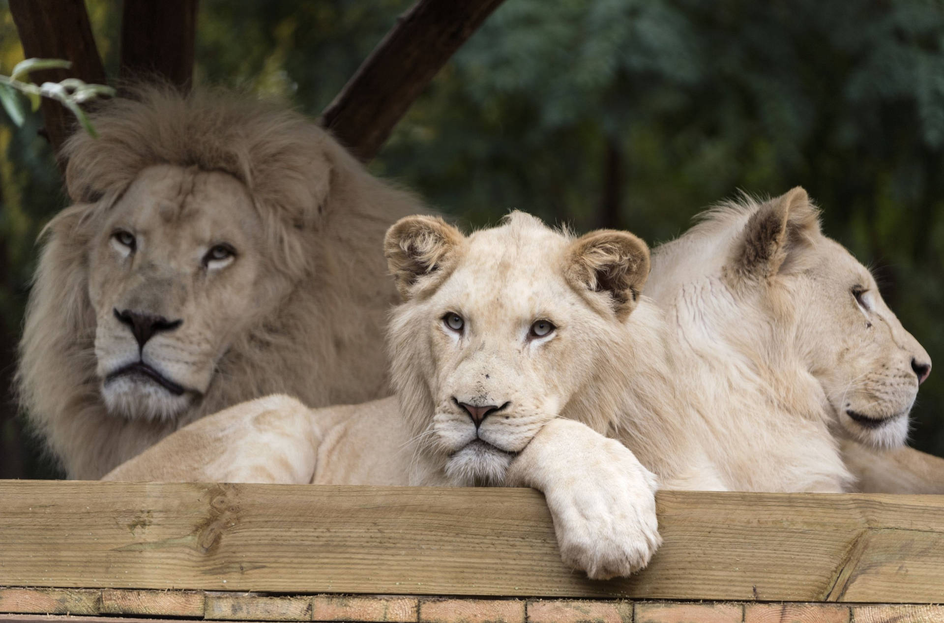 White Lion 2500X1650 Wallpaper and Background Image
