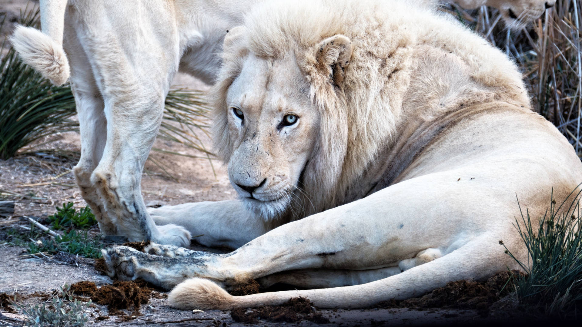 2560X1440 White Lion Wallpaper and Background