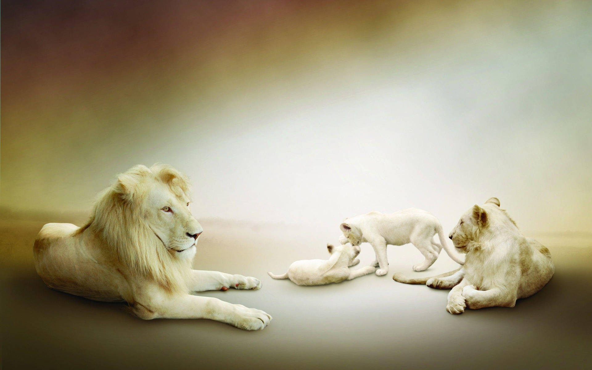 2560X1600 White Lion Wallpaper and Background