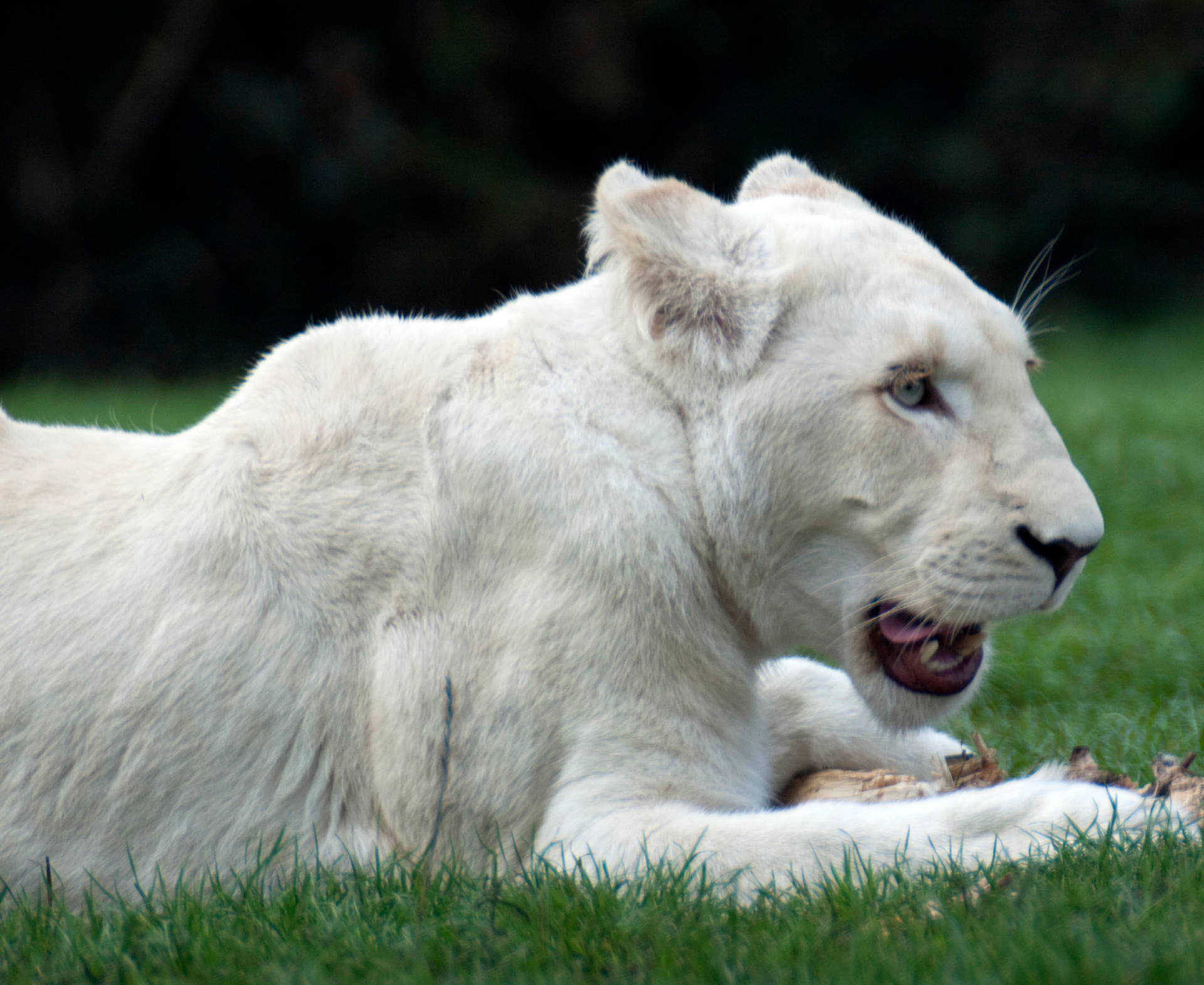 White Lion 3162X2586 Wallpaper and Background Image