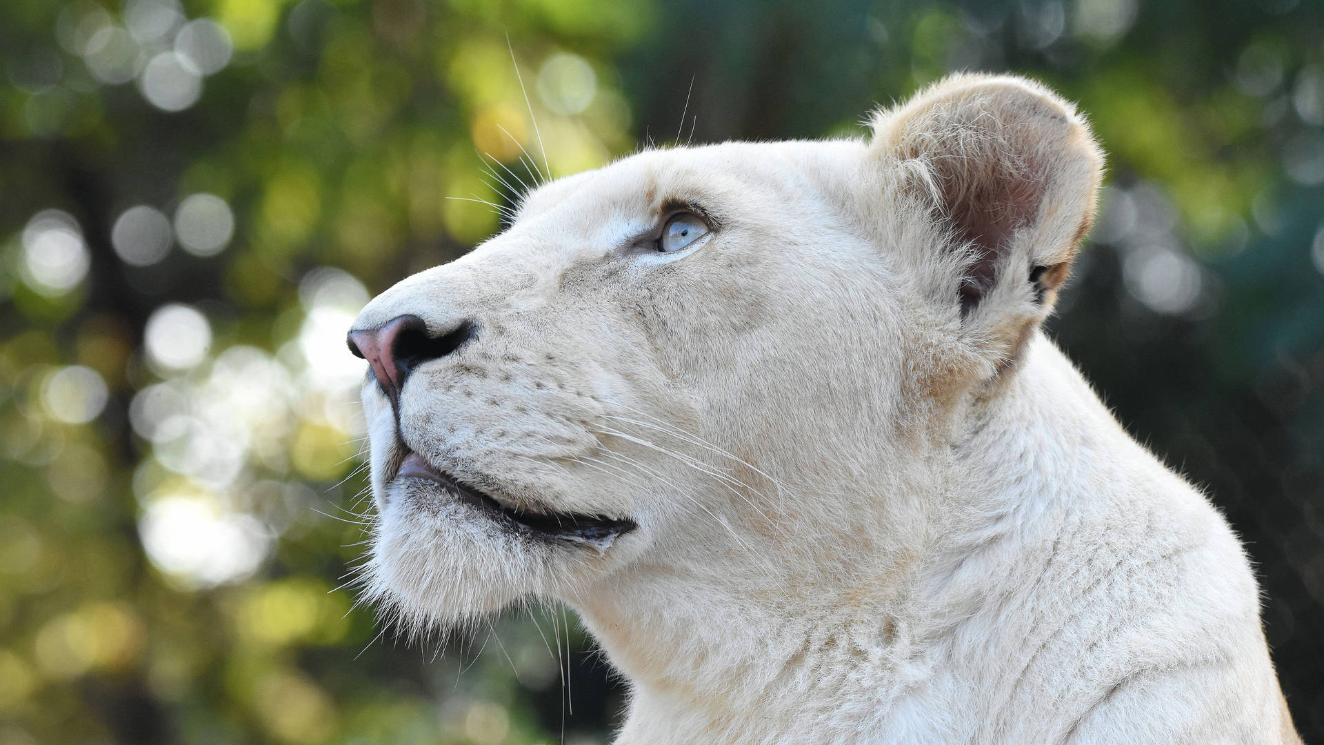 White Lion 3840X2160 Wallpaper and Background Image