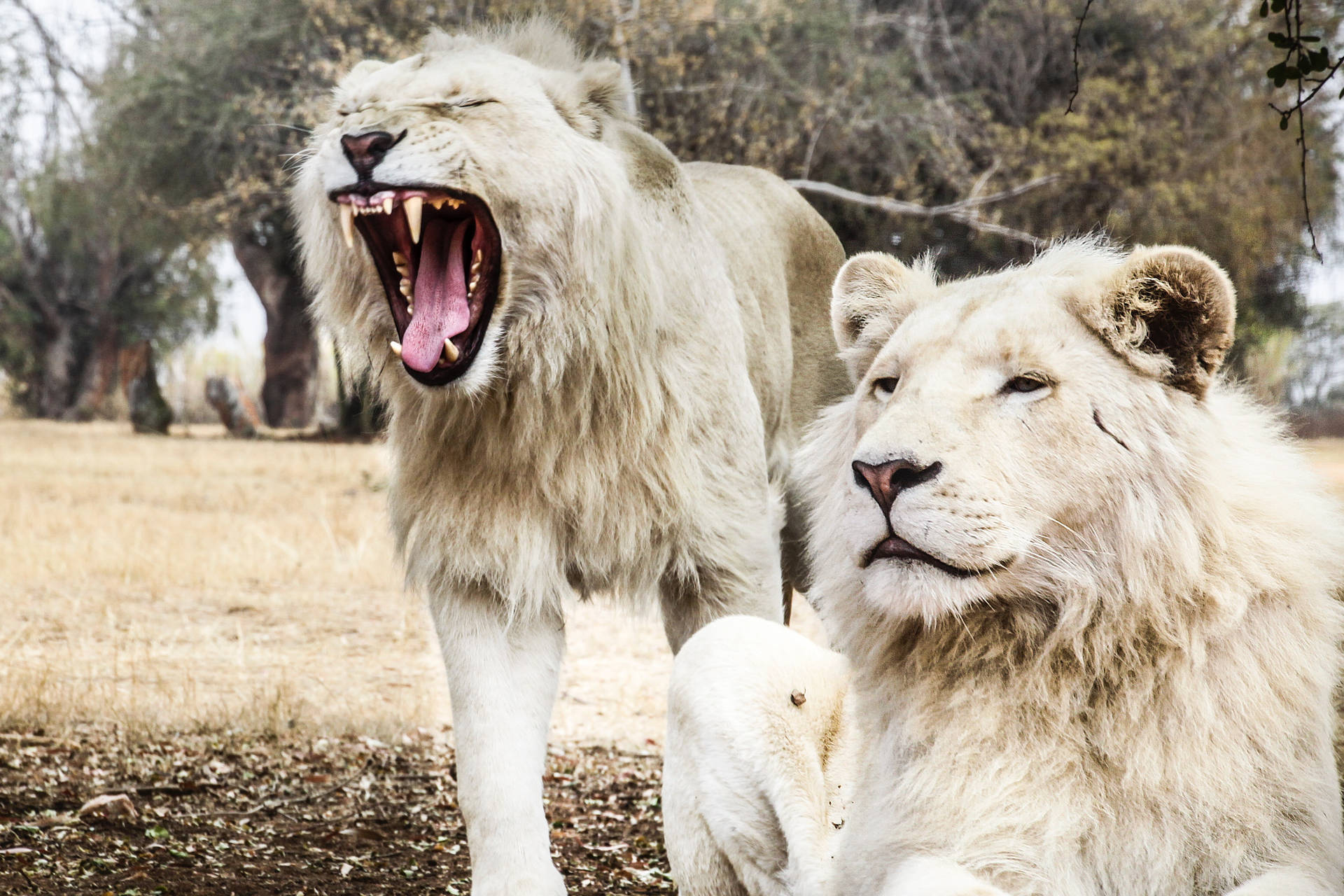 3892X2595 White Lion Wallpaper and Background