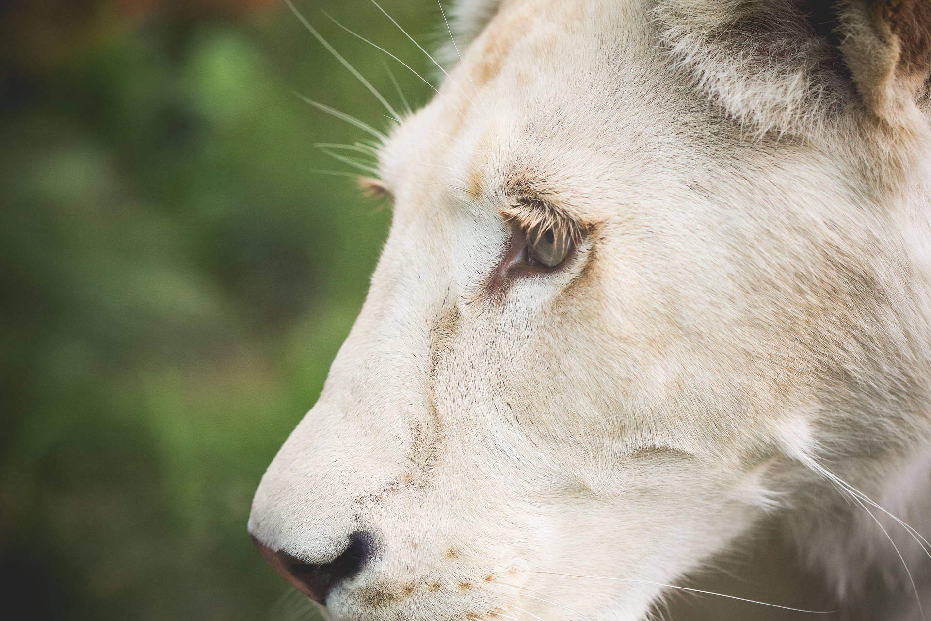 White Lion 4000X2667 Wallpaper and Background Image