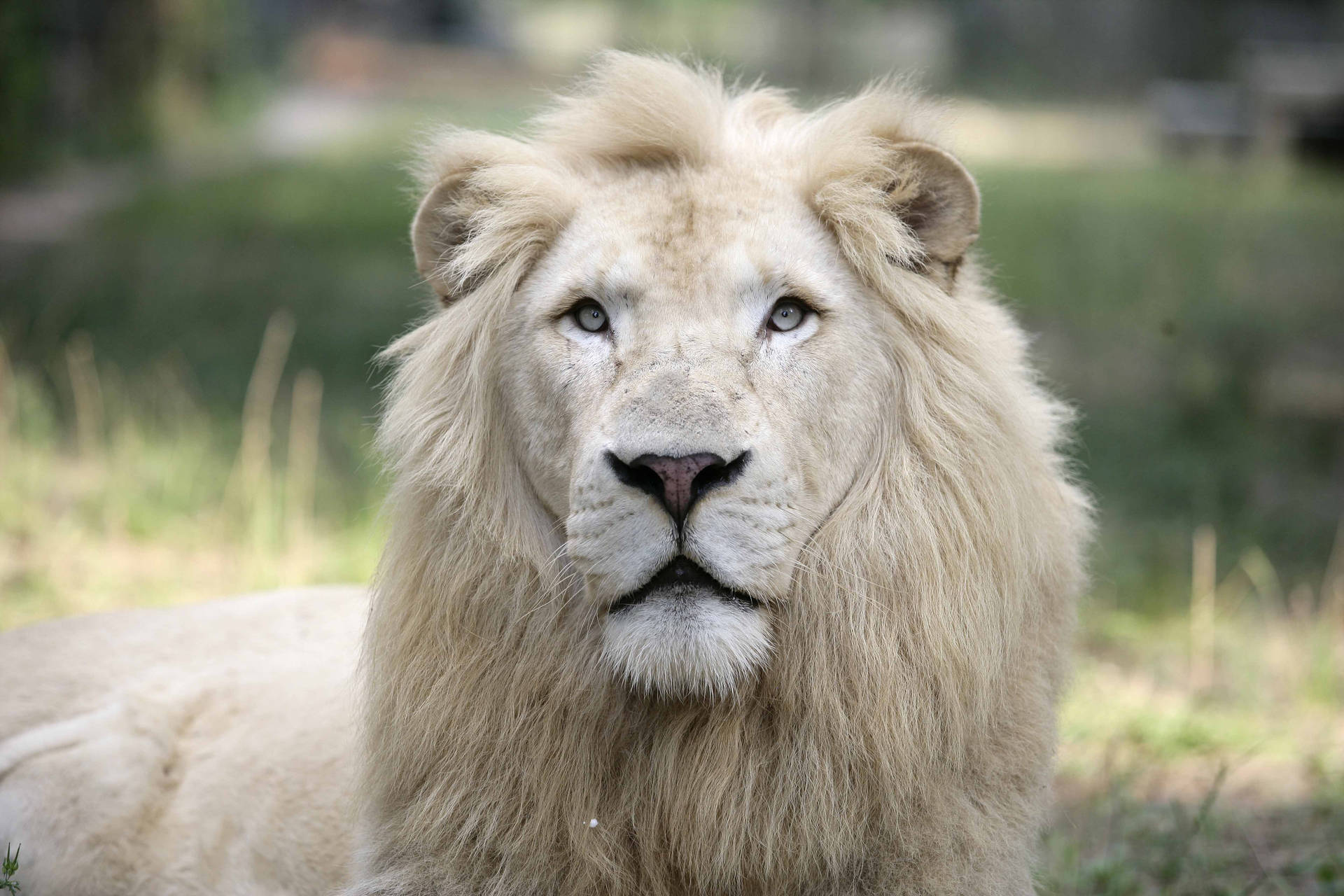 White Lion 4992X3328 Wallpaper and Background Image
