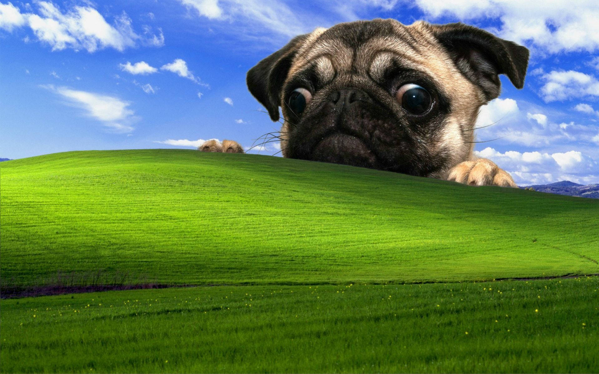 Windows Xp 1919X1199 Wallpaper and Background Image