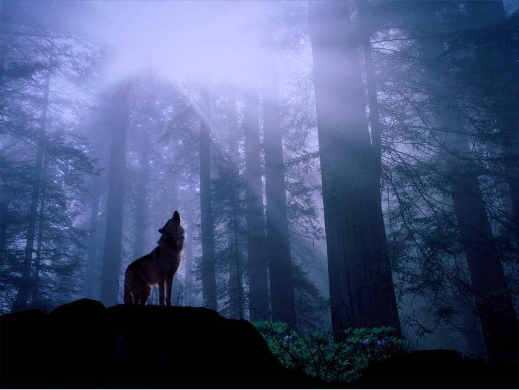 1022X768 Wolf Wallpaper and Background