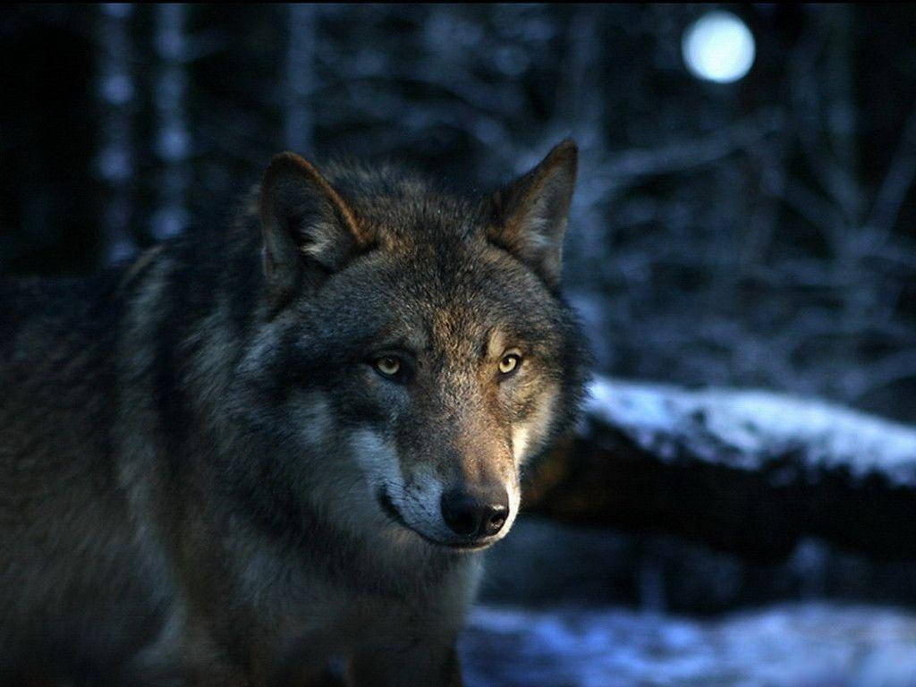 Wolf 1024X768 Wallpaper and Background Image