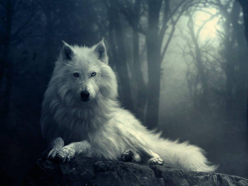 1024X768 Wolf Wallpaper and Background