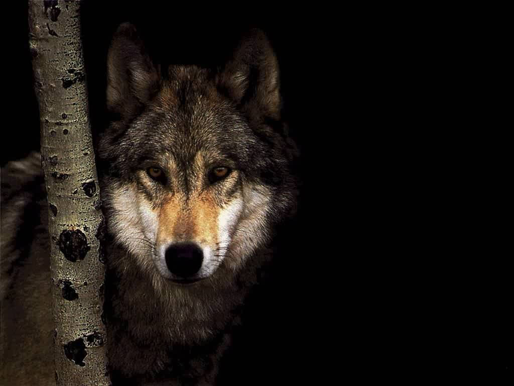 Wolf 1024X768 Wallpaper and Background Image