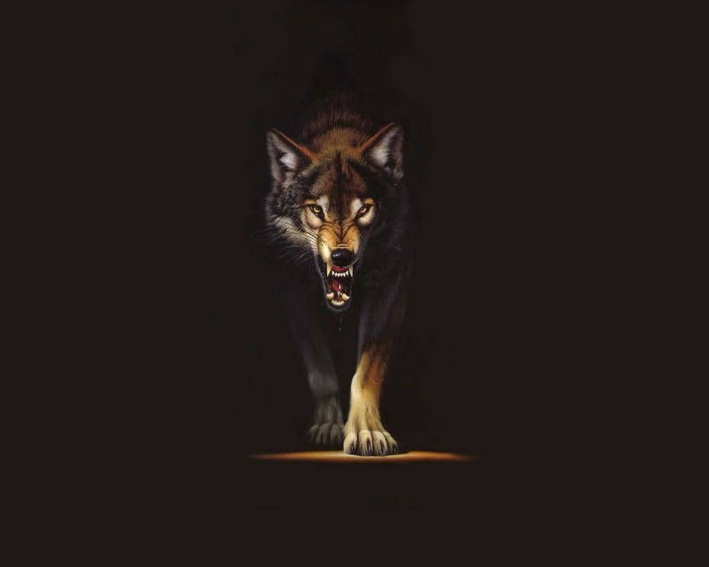 Wolf 1024X819 wallpaper