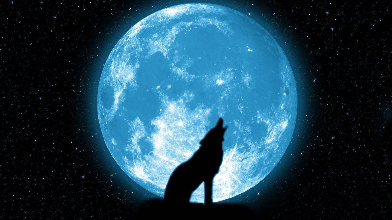 Wolf 1366X768 Wallpaper and Background Image