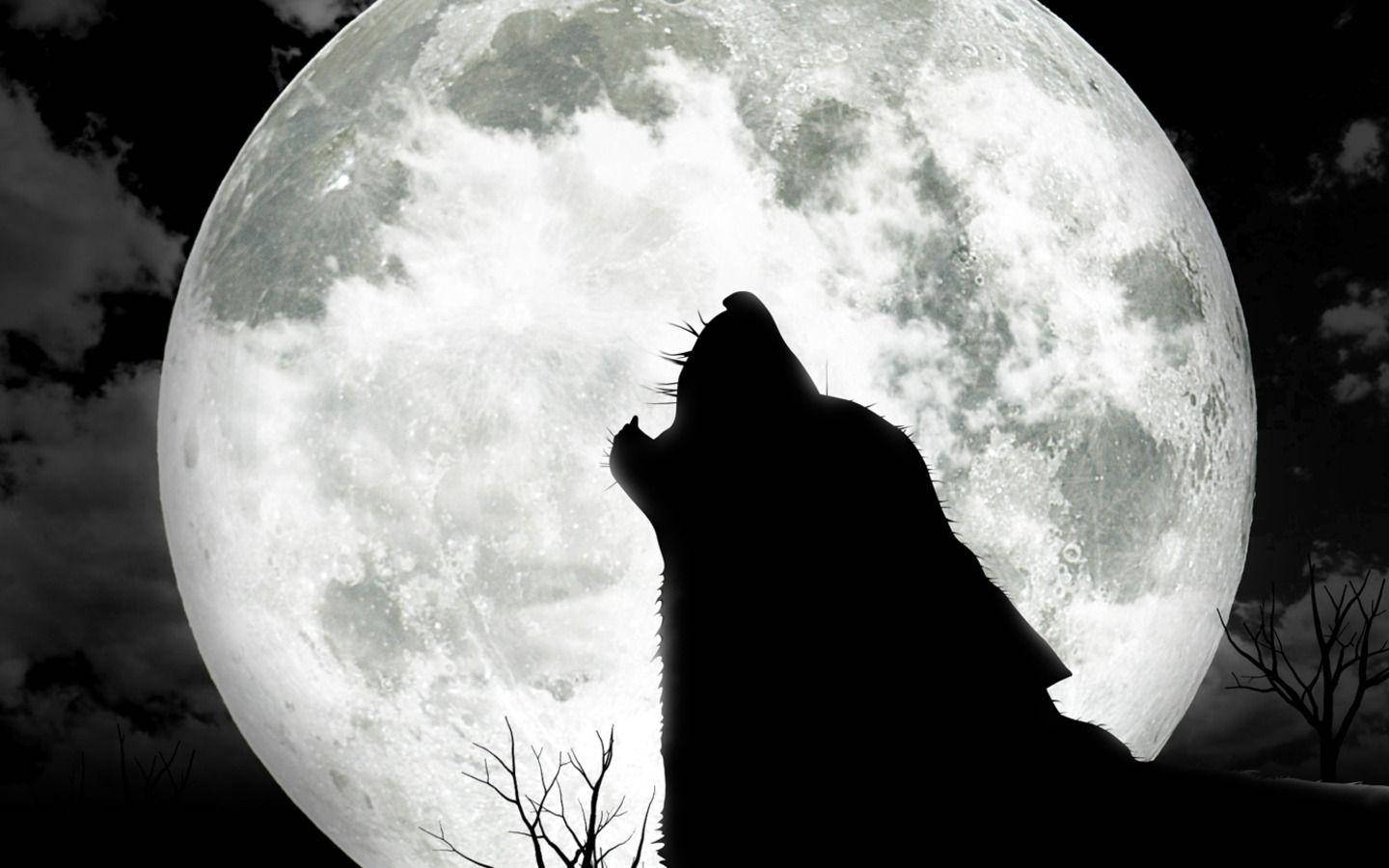 1440X900 Wolf Wallpaper and Background