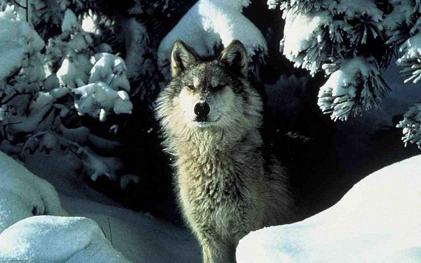 Wolf 1440X900 Wallpaper and Background Image