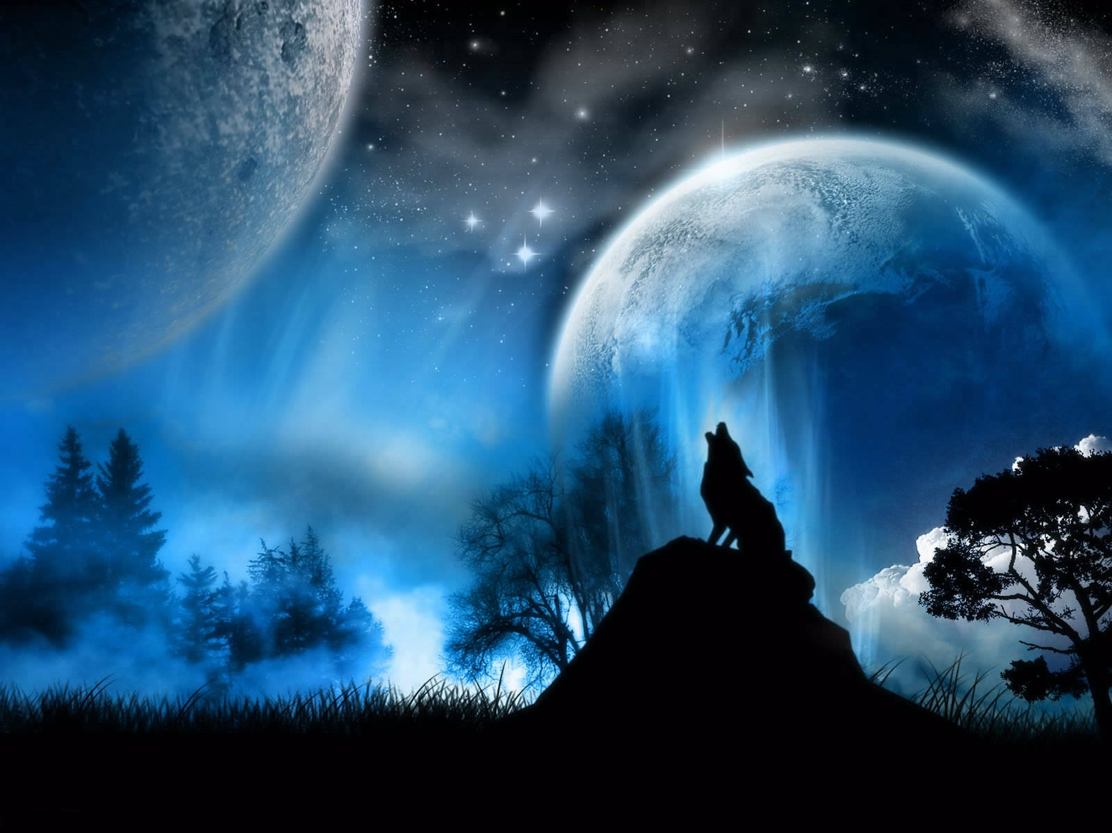 Wolf 1600X1199 Wallpaper and Background Image