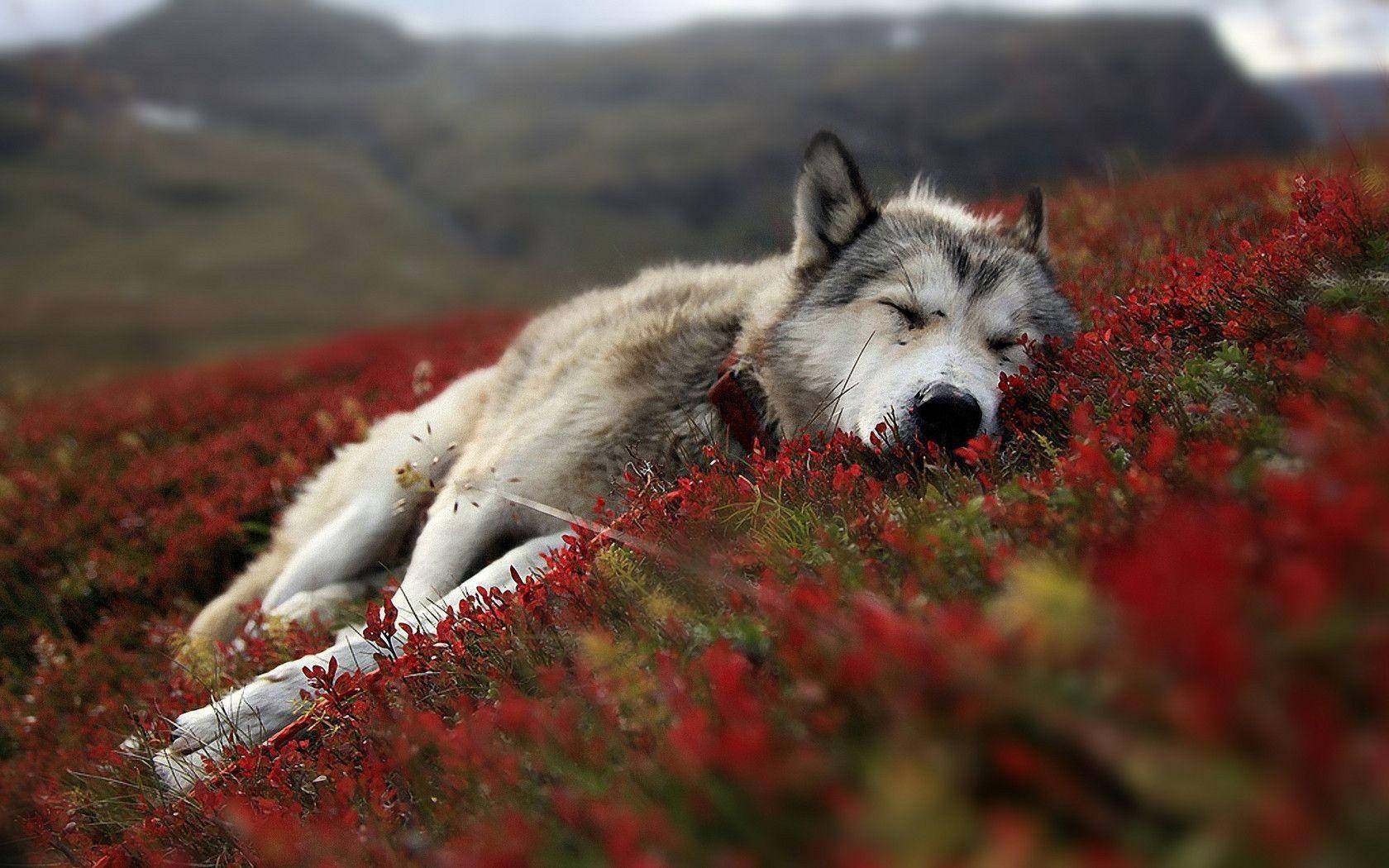 1680X1050 Wolf Wallpaper and Background