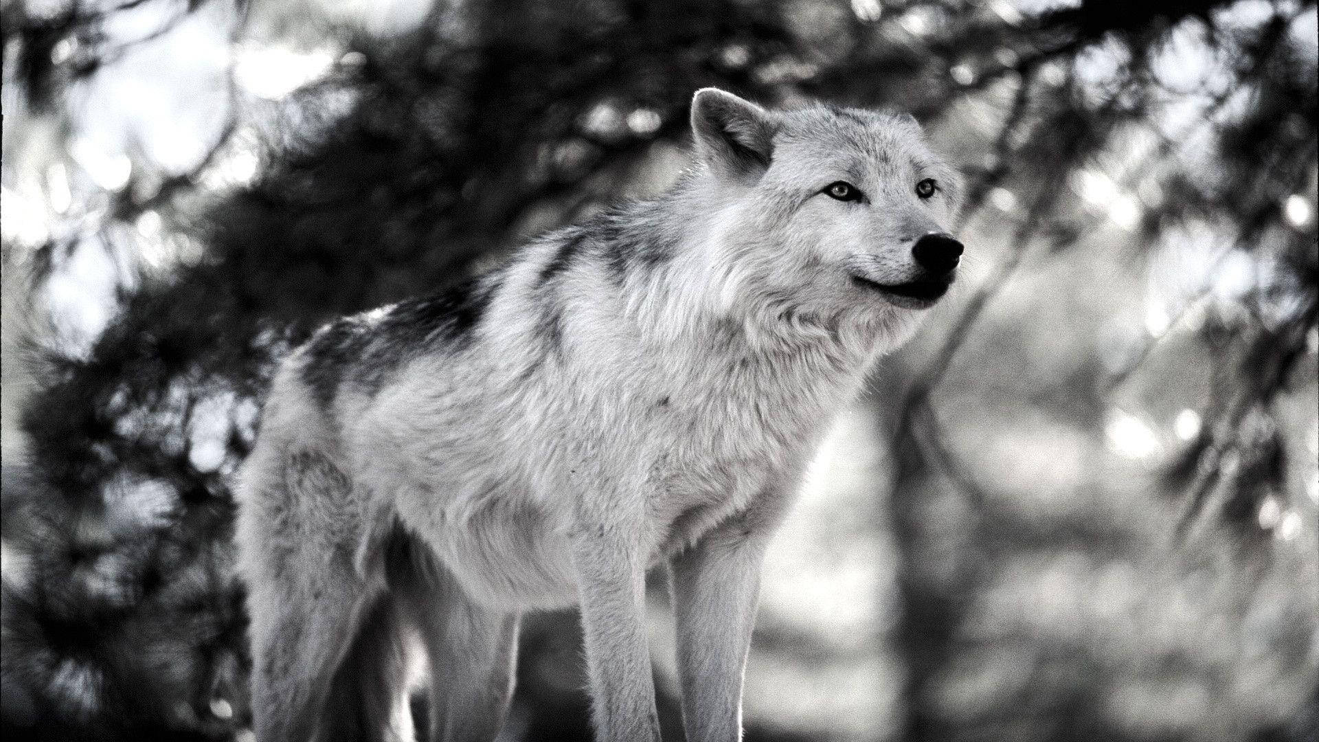 1920X1080 Wolf Wallpaper and Background