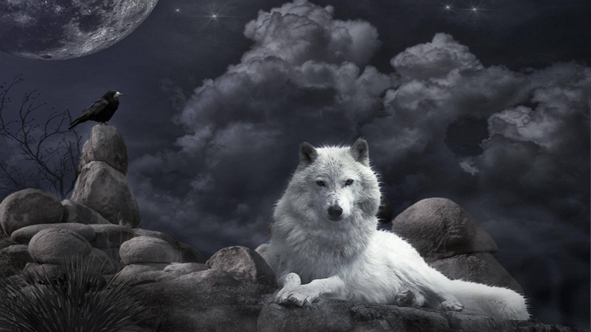 Wolf 1920X1080 Wallpaper and Background Image