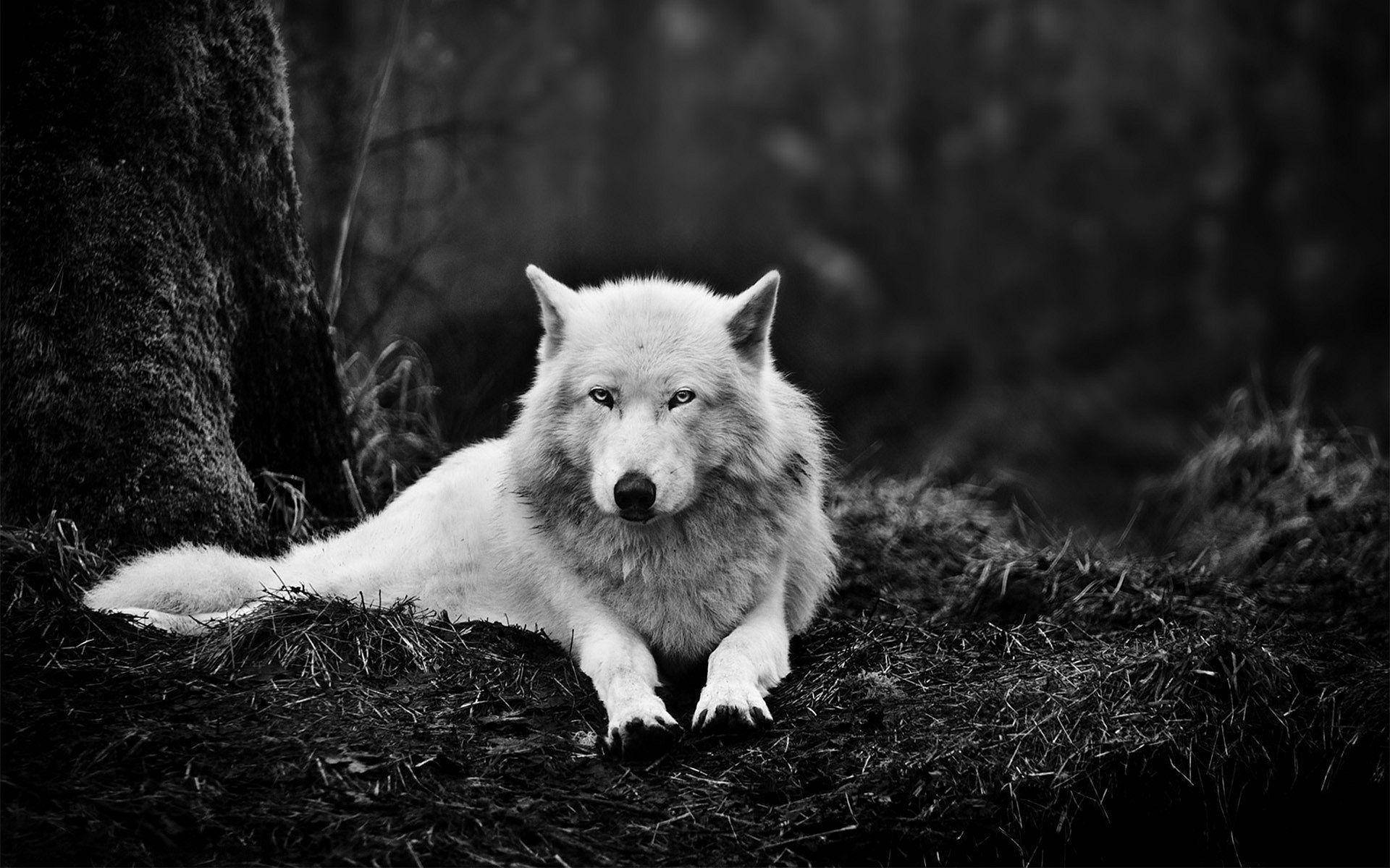 1920X1200 Wolf Wallpaper and Background