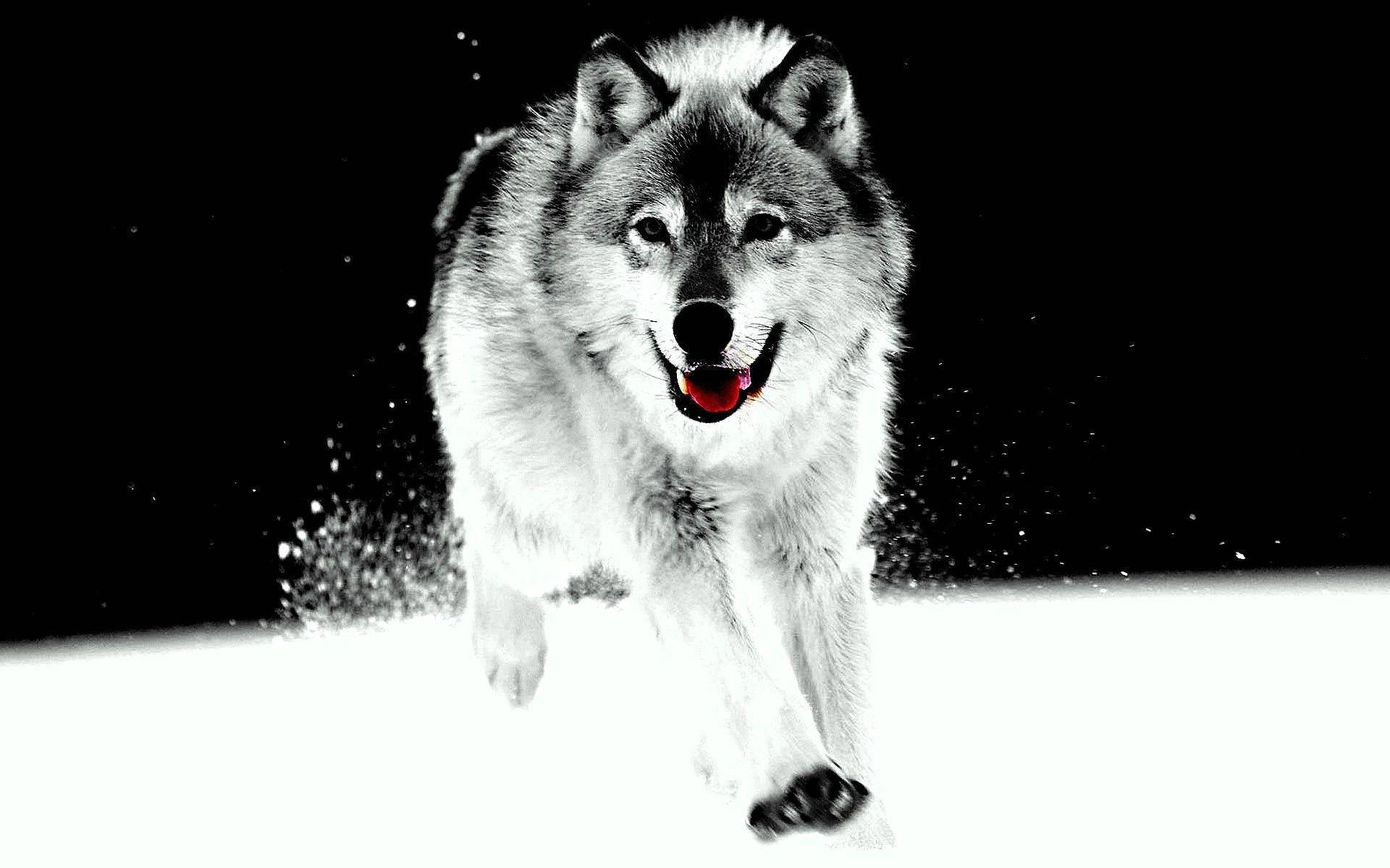 Wolf 1920X1200 Wallpaper and Background Image
