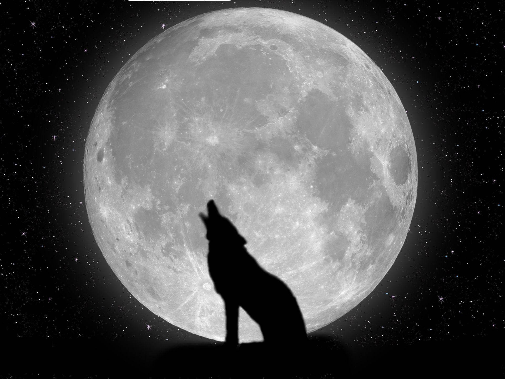 1920X1440 Wolf Wallpaper and Background