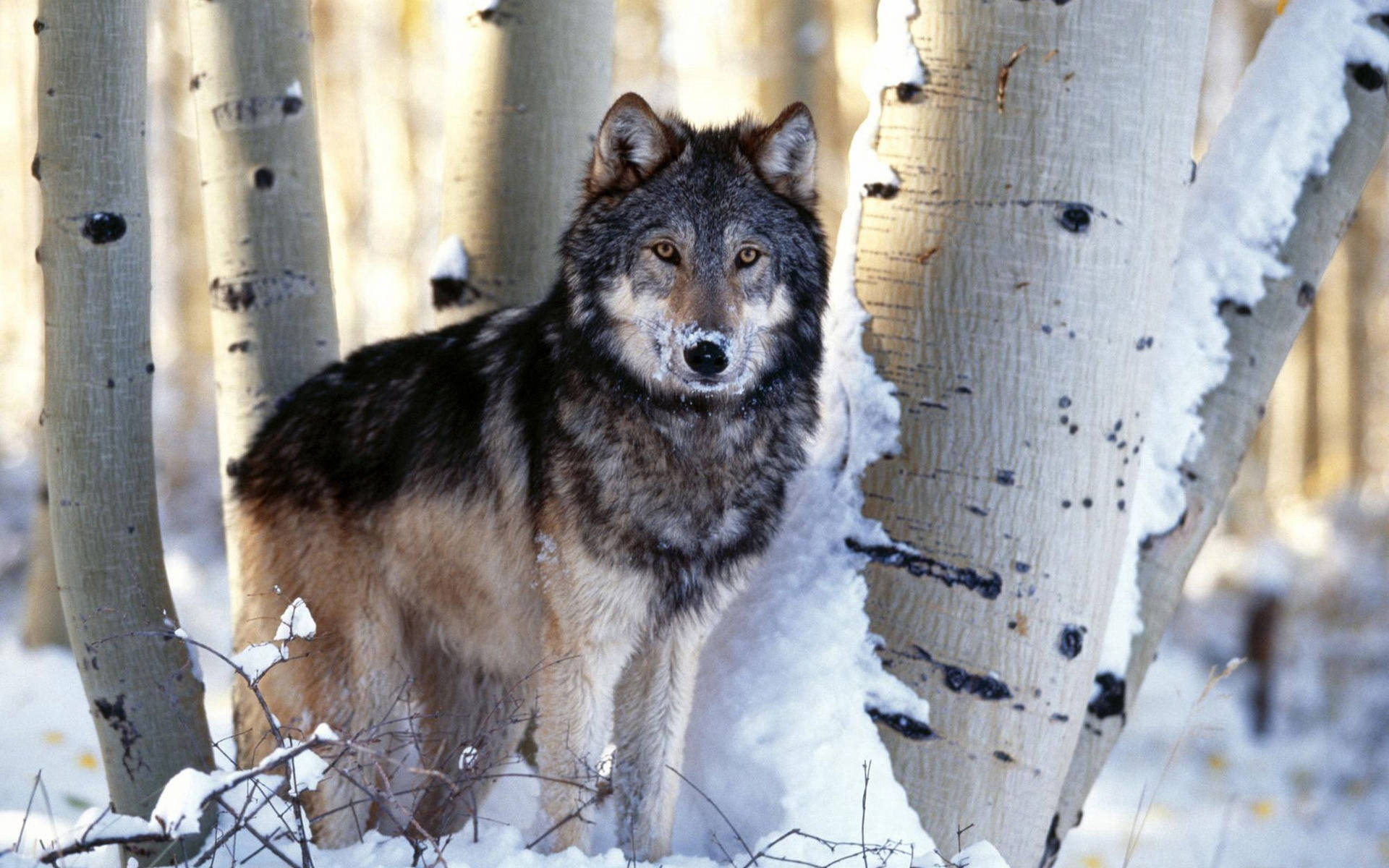 Wolf 2560X1600 wallpaper