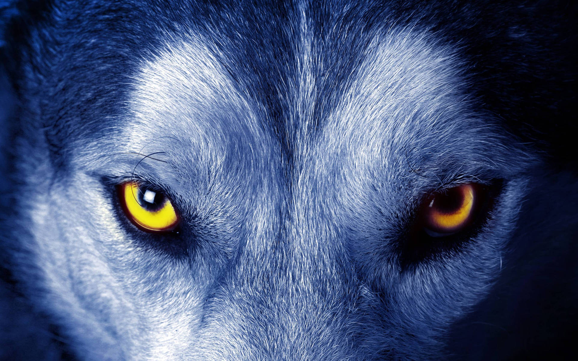 2880X1800 Wolf Wallpaper and Background