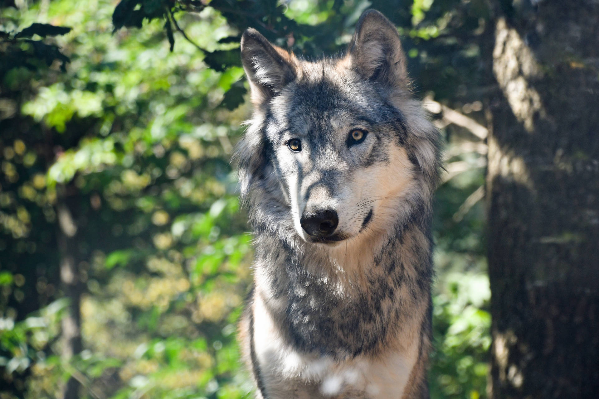 Wolf 5238X3492 Wallpaper and Background Image