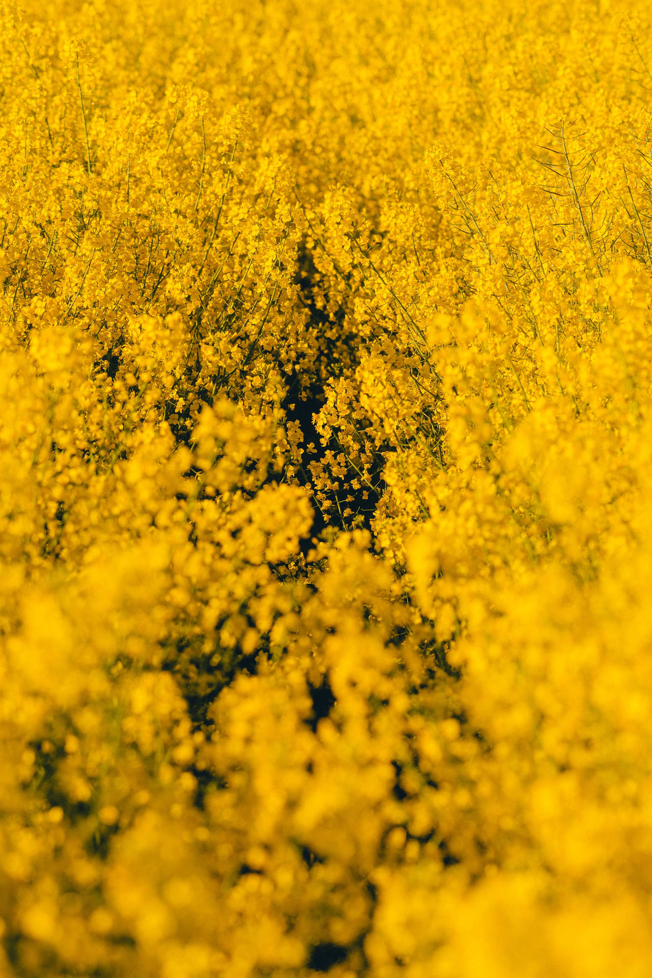 2581X3872 Yellow Wallpaper and Background