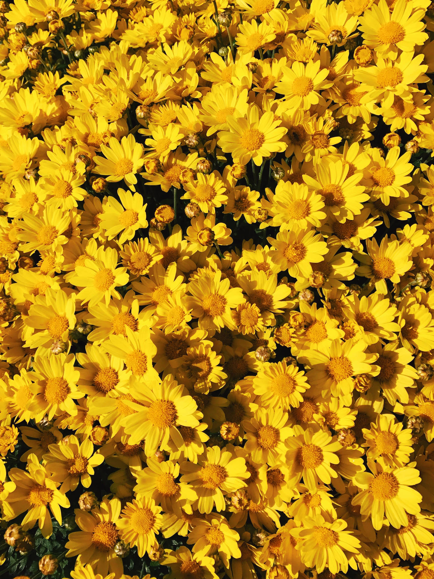 3024X4032 Yellow Aesthetic Wallpaper and Background