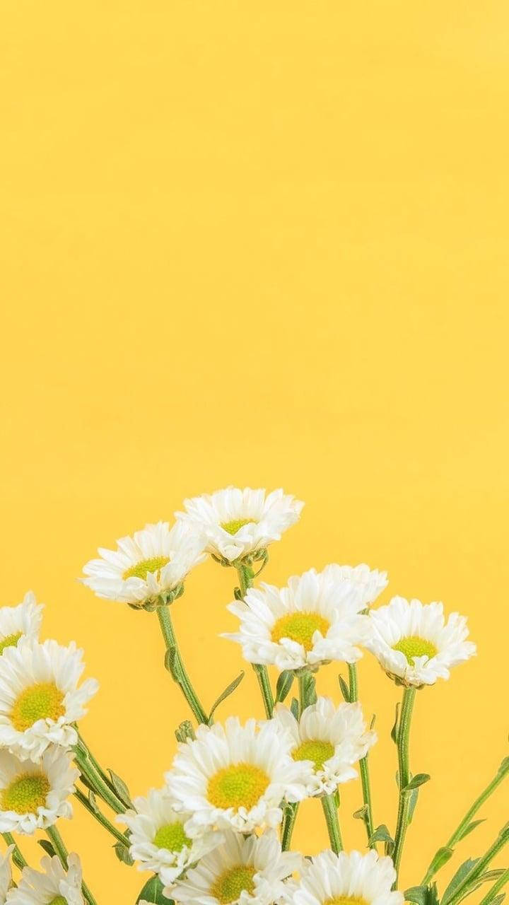 Yellow Aesthetic 720X1280 Wallpaper and Background Image