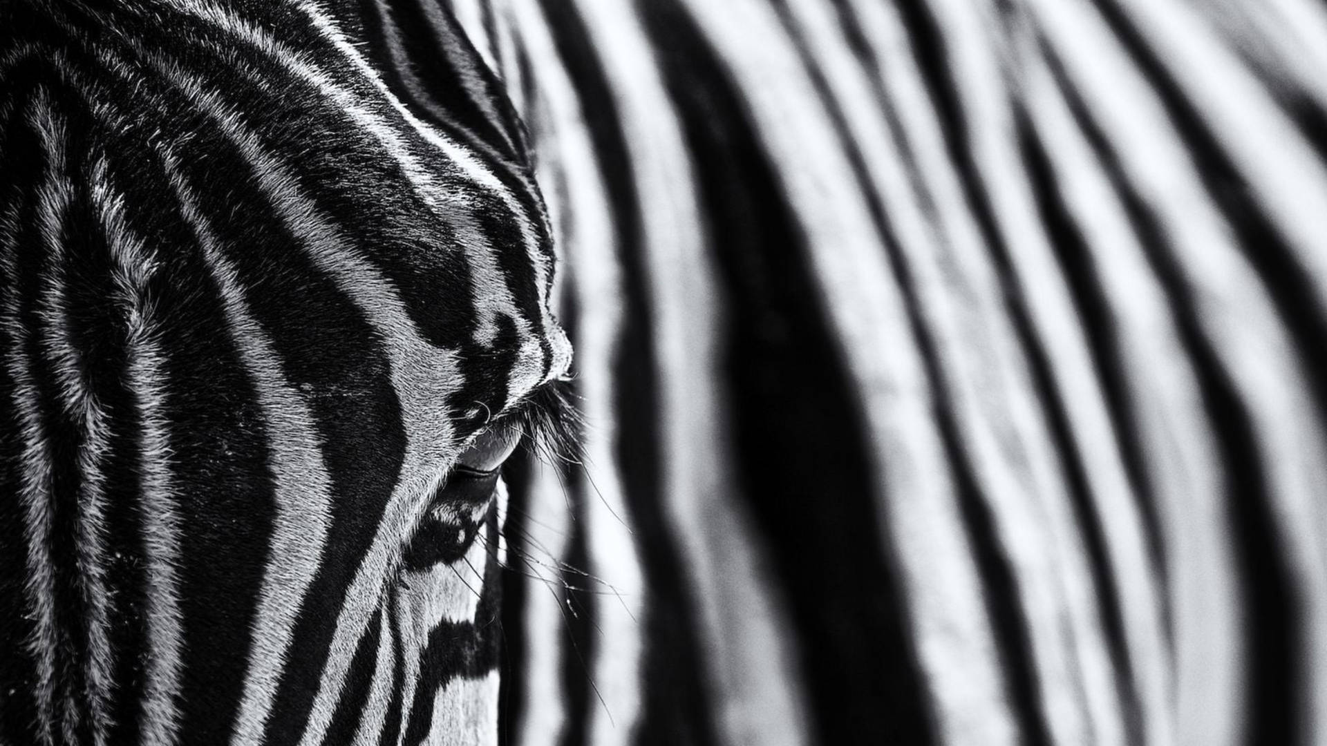 Zebra 2560X1440 Wallpaper and Background Image